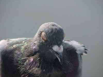 800px-A_sleeping_pigeon.JPG