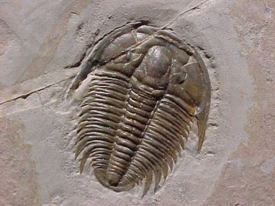 trilobite.jpg